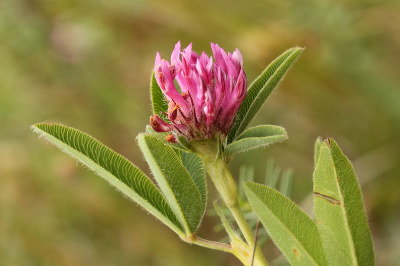 Trifolium alpestre_Skov-kloever__05072016_Ejby_Sjaelland_005.JPG