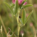 Trifolium alpestre_Skov-kloever__05072016_Ejby_Sjaelland_012.jpg