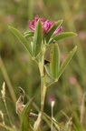 Trifolium alpestre (Skov-kløver)