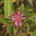 Trifolium alpestre_Skov-kloever__05072016_Ejby_Sjaelland_014.jpg