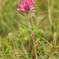 Trifolium alpestre_Skov-kloever__05072016_Ejby_Sjaelland_020.jpg
