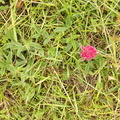 Trifolium alpestre_Skov-kloever__05072016_Ejby_Sjaelland_023.jpg