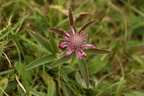 Trifolium alpestre (Skov-kløver)