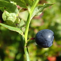 Vaccinium myrtillus (Blåbær)