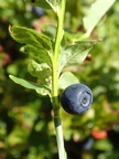 Vaccinium myrtillus (Blåbær)