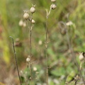 Silene conica (Kegle-limurt)
