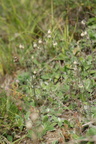 Silene conica (Kegle-limurt)