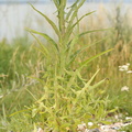 Sonchus palustris (Kær-svinemælk)