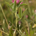 Trifolium alpestre_Skov-kloever__05072016_Ejby_Sjaelland_011.jpg