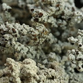 Stereocaulon tomentosum (Filtet Korallav)