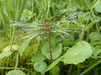 Stor hedelibel (Sympetrum striolatum)