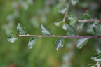 cotoneaster divaricatus (Vifte-dværgmispel)