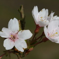 Prunus serrulata_Japansk Kirsebaer_16042014_Snejbjerg_011.jpg