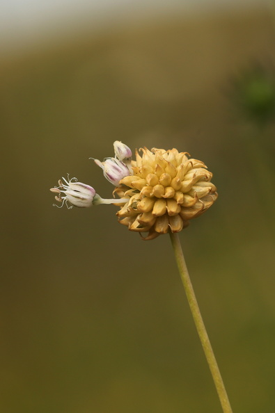 Allium vineale_Sand-loeg_27072016_Nostrup_Roesnaes_021.jpg
