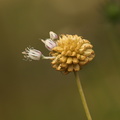 Allium vineale (Sand-løg)