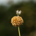 Allium vineale_Sand-loeg_27072016_Nostrup_Roesnaes_038.jpg
