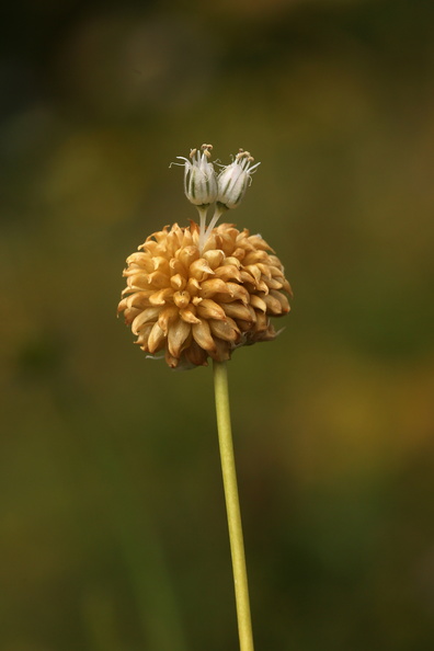 Allium vineale_Sand-loeg_27072016_Nostrup_Roesnaes_045.jpg