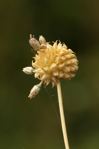 Allium vineale_Sand-loeg_27072016_Nostrup_Roesnaes_046.jpg