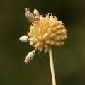 Allium vineale_Sand-loeg_27072016_Nostrup_Roesnaes_046.jpg