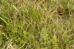 Carex colchica (Skrænt-star)