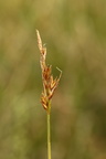Carex colchica (Skrænt-star)
