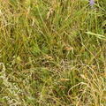 Carex colchica_Skraent-Star_27072016_Roesnaes_21.jpg