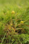 Cotula coronopifolia (Firkløft)