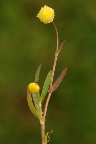 Cotula coronopifolia_Firkloeft_27072016_Stigsnaes_Skaelskoer_079.jpg