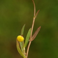 Cotula coronopifolia_Firkloeft_27072016_Stigsnaes_Skaelskoer_079.jpg