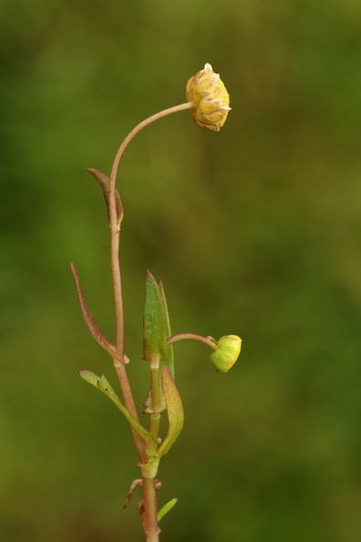 Cotula coronopifolia_Firkloeft_27072016_Stigsnaes_Skaelskoer_086.jpg