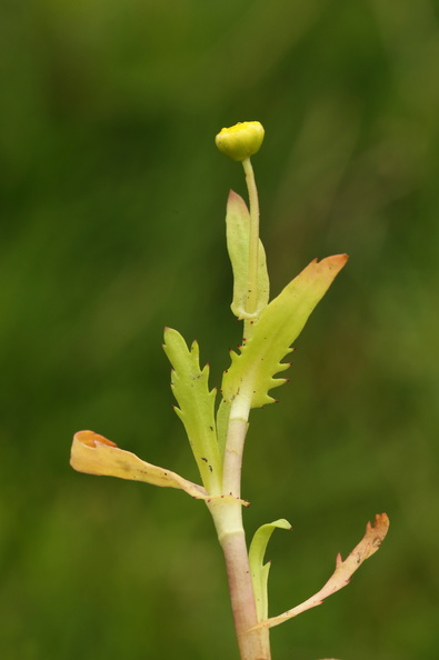 Cotula coronopifolia_Firkloeft_27072016_Stigsnaes_Skaelskoer_152.jpg