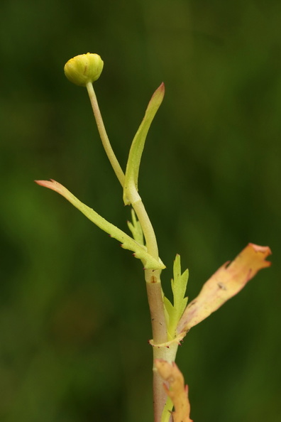 Cotula coronopifolia_Firkloeft_27072016_Stigsnaes_Skaelskoer_165.jpg