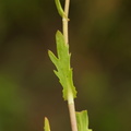 Cotula coronopifolia_Firkloeft_27072016_Stigsnaes_Skaelskoer_188.jpg