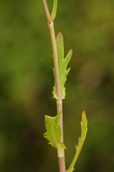 Cotula coronopifolia_Firkloeft_27072016_Stigsnaes_Skaelskoer_194.jpg