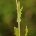 Cotula coronopifolia_Firkloeft_27072016_Stigsnaes_Skaelskoer_194.jpg
