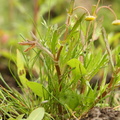 Cotula coronopifolia_Firkloeft_27072016_Stigsnaes_Skaelskoer_262.jpg