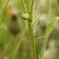 Crepis biennis (Toårig høgeskæg)