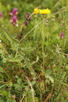 Crepis biennis (Toårig høgeskæg)