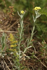 Helichrysum arenarium (Gul evighedsblomst)