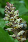 Orobanche reticulata (Tidsel-gyvelkvæler)