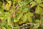 Rosa tomentella (Rubladet rose)