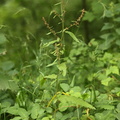 Rumex sanguineus (Skov-skræppe)