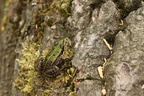 Grøn frø (Pelophylax esculentus)