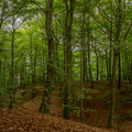 Skov ved Himmelbjerget