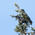 Sortkrage (Corvus corone)