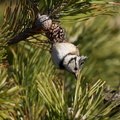 Topmejse (Lophophanes cristatus)