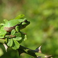 Løvfrø (Hyla arborea)