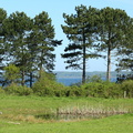 Løvfrø (Hyla arborea) - habitat