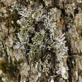 Anaptychia ciliaris (Allé-frynselav)