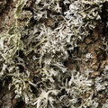 Anaptychia ciliaris (Allé-frynselav)